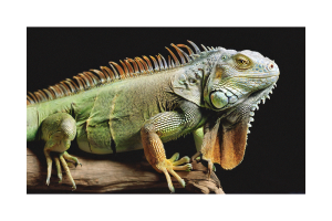 亚马逊推出 Titan 系列 AI 模型:可生成图片及文本、号称兼顾价格和性能 - AIBetas